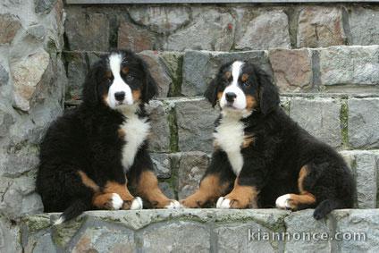 Magnifiques chiots Bouviers Bernois LOF