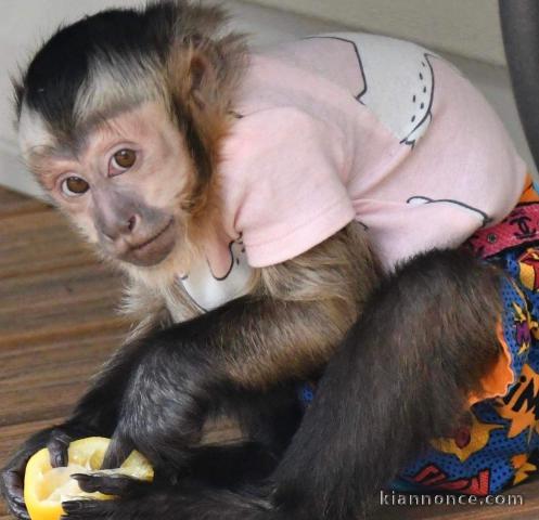 Magnifique singe en adoption 