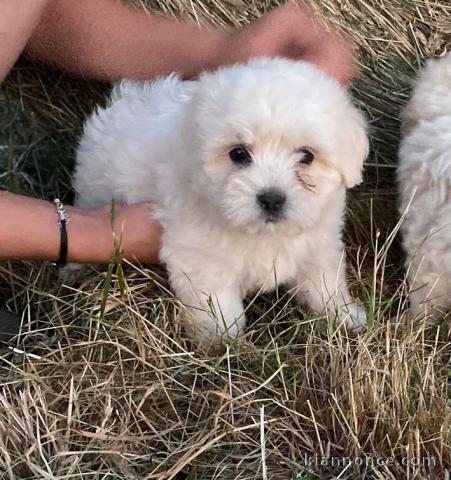 Chiot coton de tulear LOF a donner