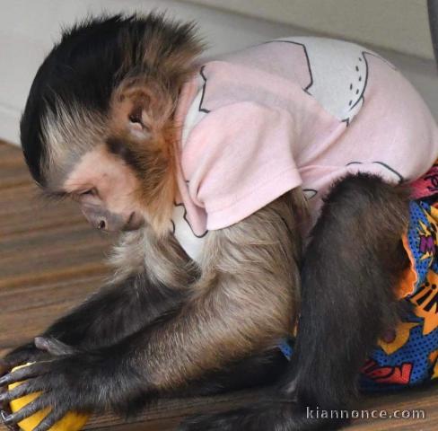 Magnifique singe en adoption 