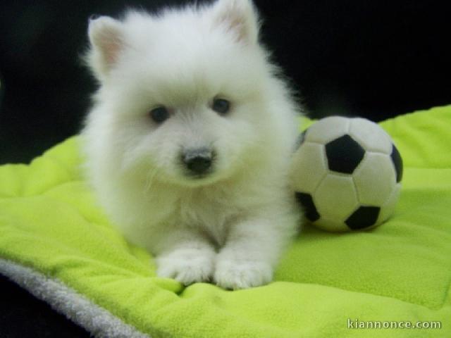 A DONNER adorable chiot femelle spitz nain femelle