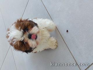 Shih Tzu Lof avec parents confirmés 