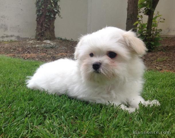 Adorable chiot bichon maltais femelle a donner