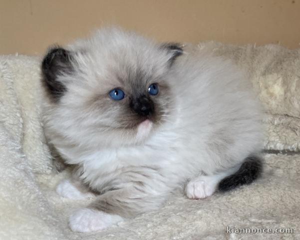 4 chatons Ragdoll Mâles et Femelle 