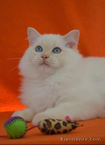 chaton Ragdoll agé de 3 mois a donner