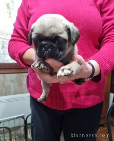 chiots carlin  LOF a donner