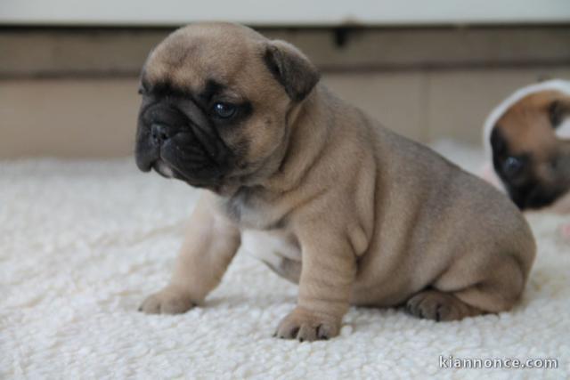 Chiot Bouledogue Français lof à donner