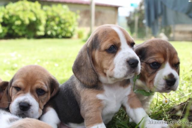 Chiots Beagle superbes