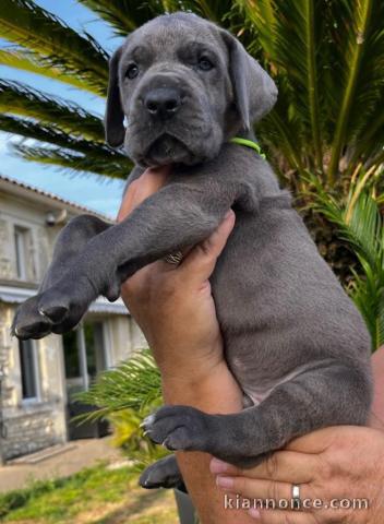 Chiot Dogue allemand à donner