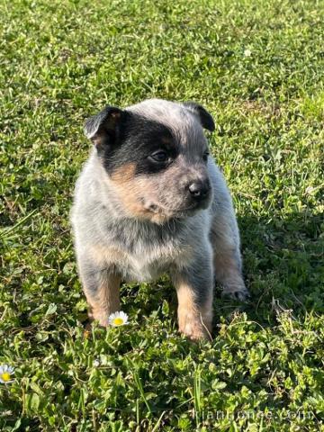 Chiot Bouvier australien a donner