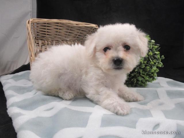 chiots bichon frisé  a donner