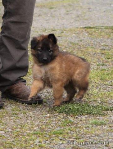 chiot berger belge a donner