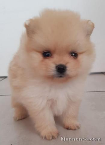 chiot spitz allemand  a donner