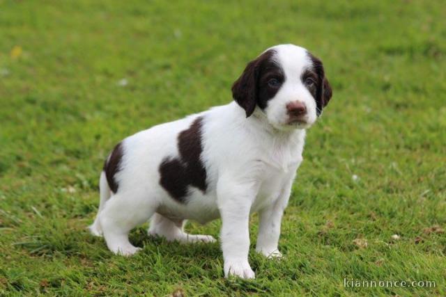 Magnifiques chiots épagneul français à donner 