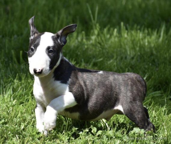 Chiot Bull Terrier a donner