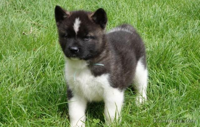 chiot Akita Américain a donner