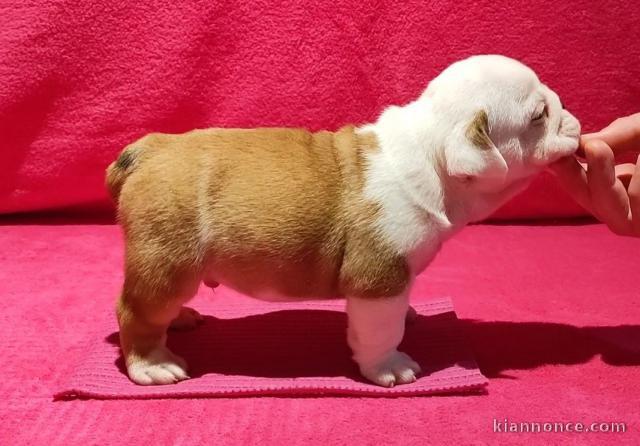 chiot bulldog anglais a donner