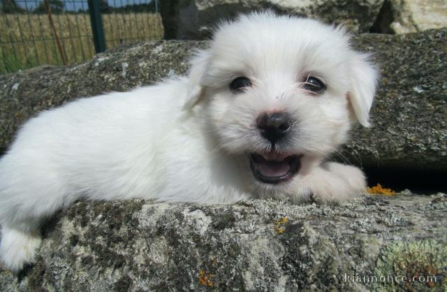 Chiot coton de tulear a donner