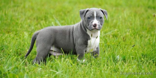 Chiot american staffordshire terrier a donner