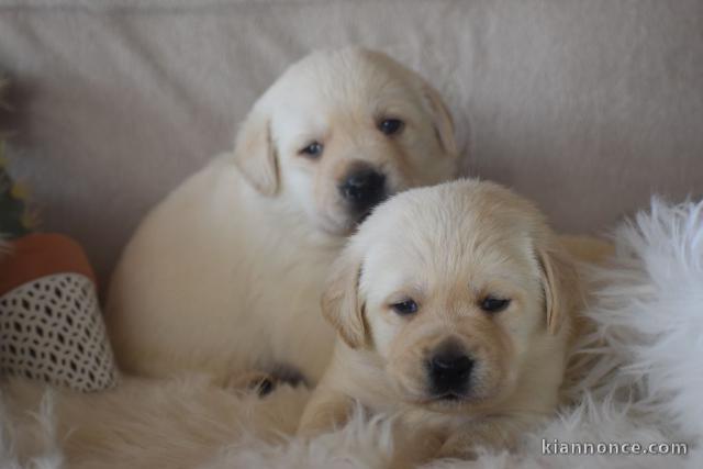 adorable chiots labrador 