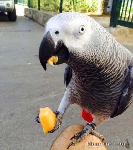 Perroquet gris du Gabon à donner 