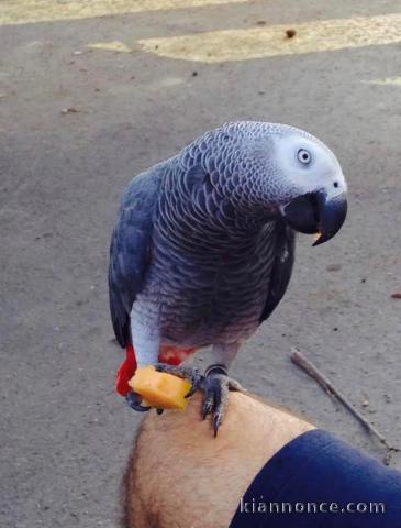 Perroquet gris du Gabon à donner 