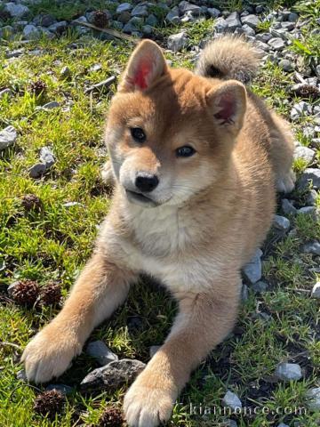 adorable chiots shiba