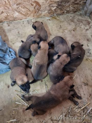 Berger Belge chiots à vendre