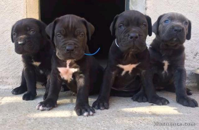 Adorables chiots canne corso