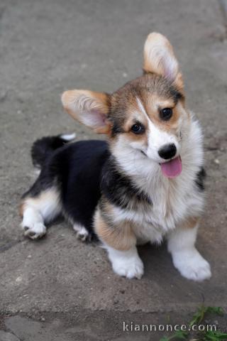 Welsh Corgi Pembroke chiots