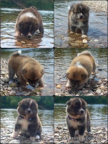 Chiots akita inu LOF 