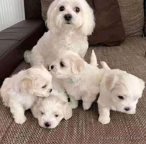 Chiots d’apparence bichon frisés