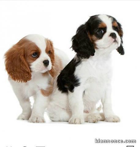 Chiots CAVALIERS KING-CHARLES 
