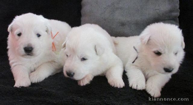 Chiots Berger Blanc Suisse