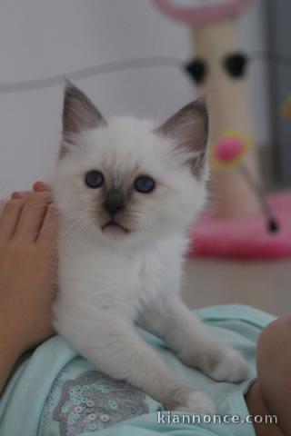  Chatons Sacré De Birmanie sont disponibles de suite