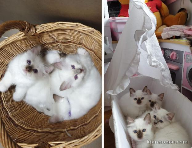 Chatons Sacré De Birmanie sont disponibles de suite