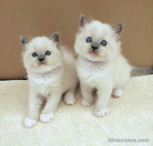 Chaton Ragdoll disponible 