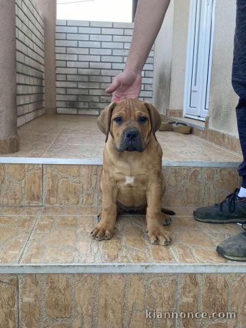 Boerboël Africain chiots