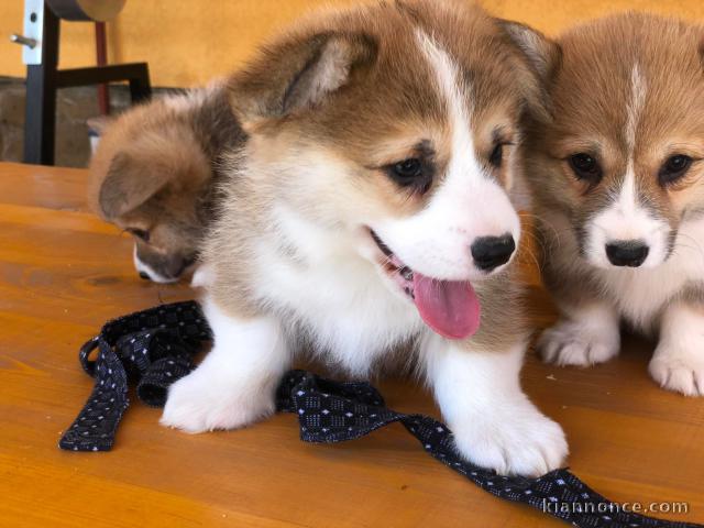 Corgi gallois chiots à vendre