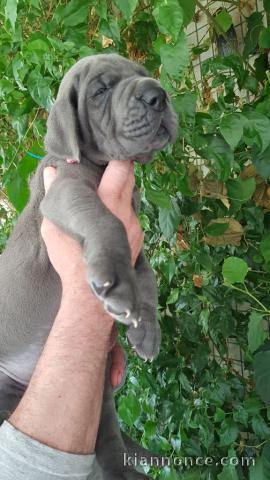 Chiots Dogue allemand