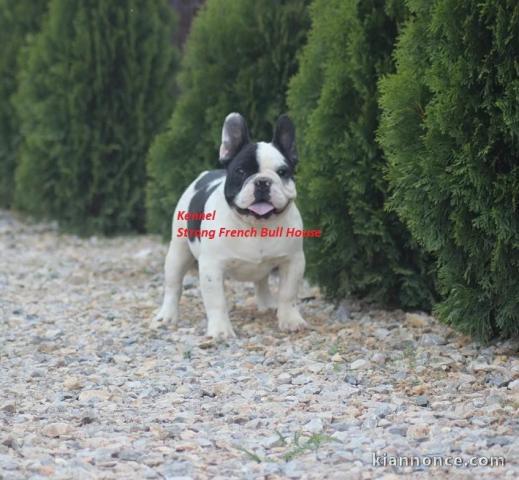 Bulldog français chiot