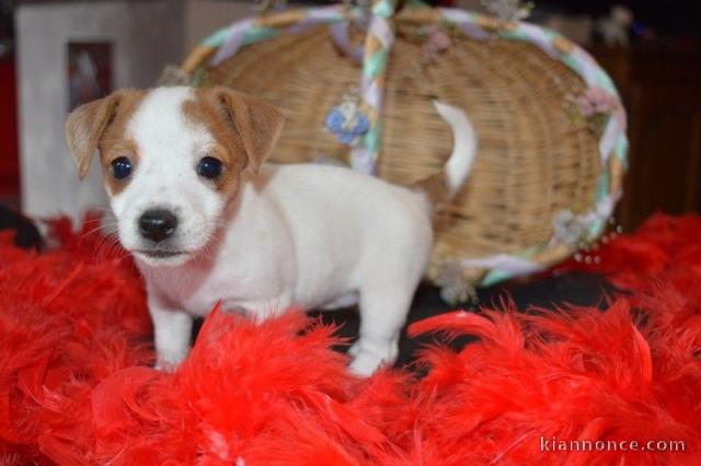  Mignone  Jack Russell 