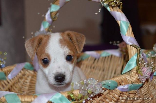 Mignone  Jack Russell