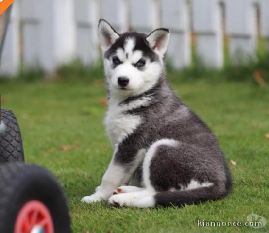 Magnifique chien a donner contre bon soins