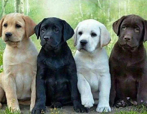 Magnifiques Chiots Labrador Retrievers 