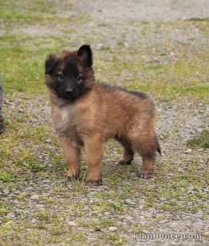 chiot berger belge  a donner