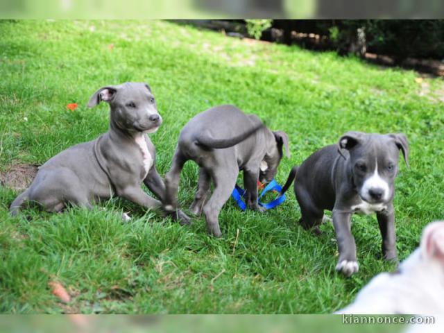 chiots de race amstaff dispo de suite