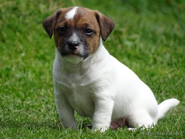 chiot jack russel lof a donner