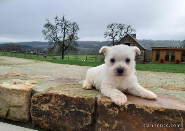 chiot Westie lof a donner