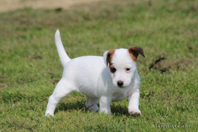 Chiot jack russell lof a donner